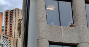 В США устроили реалити-шоу карабкающегося на крышу небоскреба енота