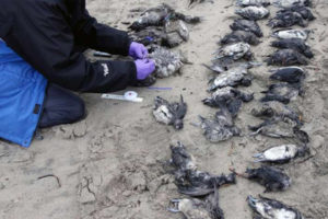Загадочную гибель птиц в США объяснили грядущей катастрофой