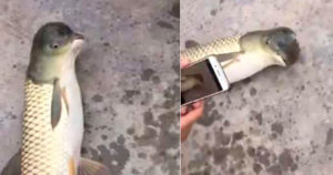 В сети появилось видео рыбы с птичьей головой (+Видео)