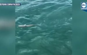 Рыбаки сняли огромную рыбу, атаковавшую акулу