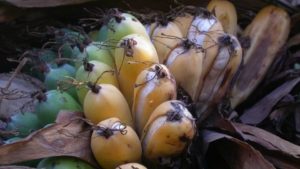 Бананы могут исчезнуть из-за распространения в мире тропического грибка