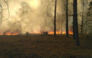 В Николаевской области вспыхнул лесной пожар