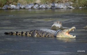 На пляже в Ялте нашли мертвого крокодила