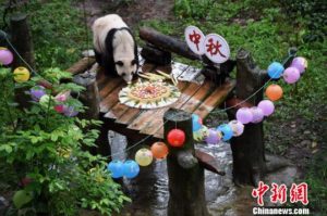 В Китае для старейшей панды приготовили особенный торт: видео