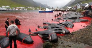 Рыбаки с Фарерских островов радостно умертвили сотню дельфинов