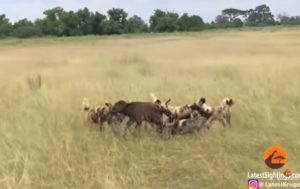 Гиены убили пятерых буйволят на глазах родителей