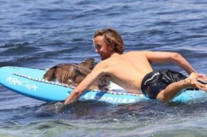 Австралиец покатал акулу на доске и спас ее