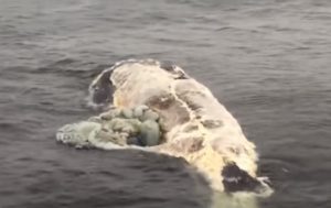 Поедание крупной туши кита акулами сняли на видео