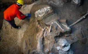 В Помпеях нашли останки лошади в упряжке: ей более 2 тыс лет