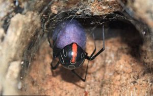 Ученые нашли самого смертельного паука