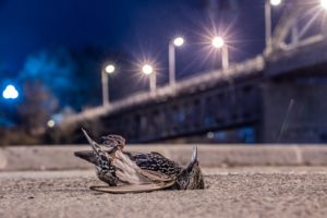 В Днепре дорогу усыпало мертвыми птицами