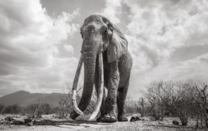 “Королева слонов” умерла в Африке