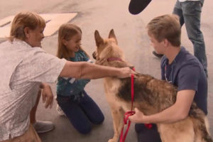 Пропавшую собаку нашли за тысячи километров от дома