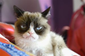 Умерла известная во всем мире кошка Grumpy Cat