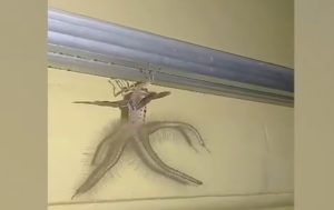 В Индонезии сняли на видео странное насекомое