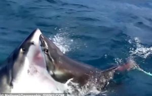 Жесткую схватку акул-людоедов сняли на видео