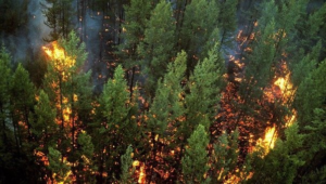 Дым от пожаров в Сибири достиг США и Канады