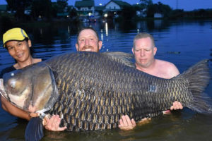 Мужчина поймал гигантскую рыбу и установил мировой рекорд