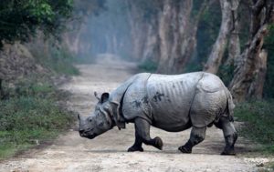 В ЮАР разъяренный носорог напал на туристов
