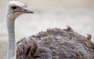 Бегущий по трассе страус попал на видео в России