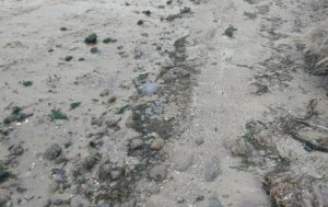 На Николаевщине на берег вынесло тысячи мертвых медуз