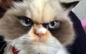 В сети нашли “реинкарнацию” Grumpy Cat