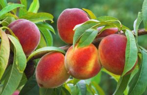 Как посадить персиковое дерево