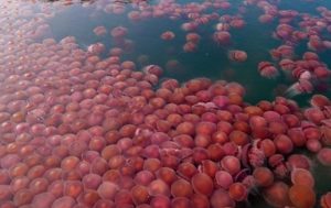 Пляжи Филиппин заполонили томатные медузы