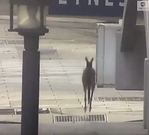 В центре города-миллионника в Австралии заметили кенгуру, скакавшего по опустевшим улицам