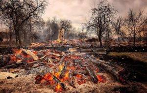 Лесные пожары: на Житомирщине оценили убытки в миллиард