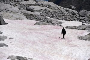 Ученые объяснили, почему снег в Альпах стал розовым
