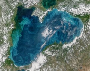 В Черном море к 2050 году будет больше пластика, чем рыбы, а экологи продолжают продаваться под выборы