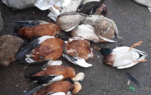 В заповеднике Аскания-Нова снова погибли птицы