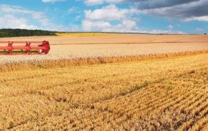 Урожайность выросла почти на 20% – Минэкономики