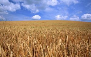Запасов пшеницы в мире хватит на 10 недель