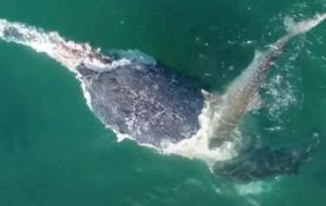 З’явилося відео, як пів сотні акул накинулися на кита
